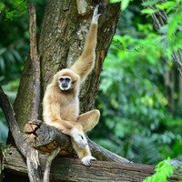 ชะนี พารามิเตอร์รูปภาพ 2