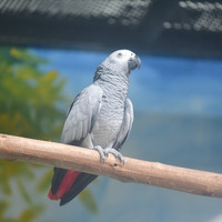 นกแก้วสีเทาแอฟริกัน พารามิเตอร์รูปภาพ 2