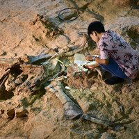 พิพิธภัณฑ์สิรินธร พารามิเตอร์รูปภาพ 44