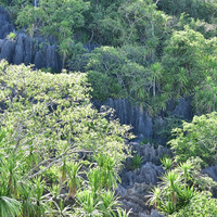 ภูเขาหินปะการัง พารามิเตอร์รูปภาพ 4