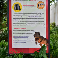 พิพิธภัณฑ์ไดโนเสาร์ภูเวียง พารามิเตอร์รูปภาพ 1