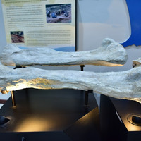 พิพิธภัณฑ์ไดโนเสาร์ภูเวียง รูปภาพ 10