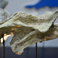 พิพิธภัณฑ์ไดโนเสาร์ภูเวียง รูปภาพ 12