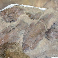 พิพิธภัณฑ์ไดโนเสาร์ภูเวียง รูปภาพ 13