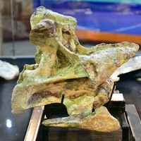 พิพิธภัณฑ์ไดโนเสาร์ภูเวียง รูปภาพ 14