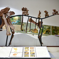 พิพิธภัณฑ์ไดโนเสาร์ภูเวียง รูปภาพ 15