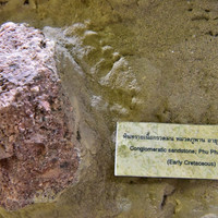 พิพิธภัณฑ์ไดโนเสาร์ภูเวียง พารามิเตอร์รูปภาพ 18