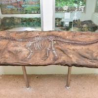 พิพิธภัณฑ์ไดโนเสาร์ภูเวียง รูปภาพ 40