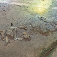พิพิธภัณฑ์ไดโนเสาร์ภูเวียง รูปภาพ 41