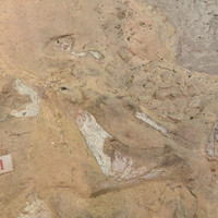 พิพิธภัณฑ์ไดโนเสาร์ภูเวียง รูปภาพ 42