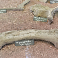 พิพิธภัณฑ์ไดโนเสาร์ภูเวียง รูปภาพ 44