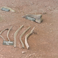 พิพิธภัณฑ์ไดโนเสาร์ภูเวียง รูปภาพ 46
