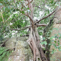 มอหินขาว พารามิเตอร์รูปภาพ 12
