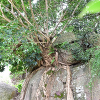 มอหินขาว พารามิเตอร์รูปภาพ 13