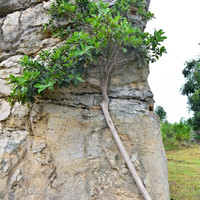 มอหินขาว พารามิเตอร์รูปภาพ 18