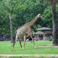 ยีราฟ พารามิเตอร์รูปภาพ 1