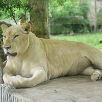 สิงโต พารามิเตอร์รูปภาพ 1