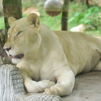สิงโต พารามิเตอร์รูปภาพ 2
