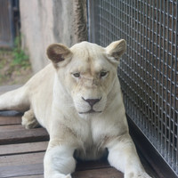 สิงโต พารามิเตอร์รูปภาพ 5