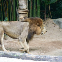 สิงโต รูปภาพ 6