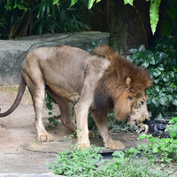 สิงโต พารามิเตอร์รูปภาพ 8