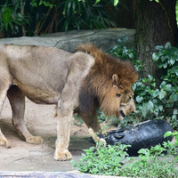 สิงโต พารามิเตอร์รูปภาพ 11
