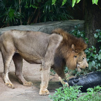 สิงโต พารามิเตอร์รูปภาพ 12