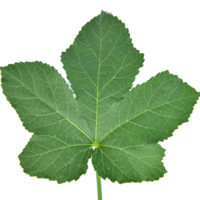 ใบกระเจี๊ยบเขียว พารามิเตอร์รูปภาพ 1