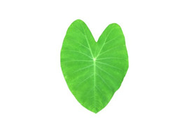 ใบบอน พารามิเตอร์รูปภาพ 1
