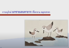 วีดิทัศน์ : เรื่องราวแห่งความสำเร็จในการอนุรักษ์นกชายเลน จัง ... รูปภาพ 1