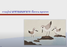 วีดิทัศน์ : เรื่องราวแห่งความสำเร็จในการอนุรักษ์นกชายเลน ... พารามิเตอร์รูปภาพ 1