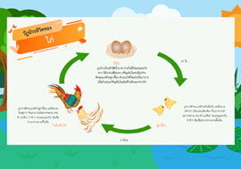 วัฏจักรชีวิตของไก่ พารามิเตอร์รูปภาพ 1