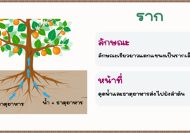 หน้าที่ของราก พารามิเตอร์รูปภาพ 1