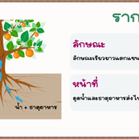 หน้าที่ของราก รูปภาพ 1