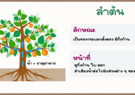 หน้าที่ของลำต้น พารามิเตอร์รูปภาพ 1