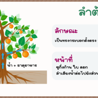 หน้าที่ของลำต้น รูปภาพ 1