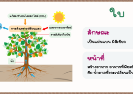 หน้าที่ของใบ รูปภาพ 1