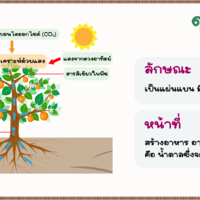 หน้าที่ของใบ รูปภาพ 1