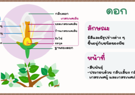 ดอกและส่วนประกอบของดอก พารามิเตอร์รูปภาพ 1