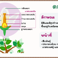 ดอกและส่วนประกอบของดอก พารามิเตอร์รูปภาพ 1