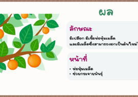 ผลและเมล็ด พารามิเตอร์รูปภาพ 1