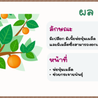 ผลและเมล็ด พารามิเตอร์รูปภาพ 1