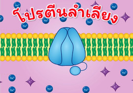 แอนิเมชัน : โปรตีนลำเลียง พารามิเตอร์รูปภาพ 1