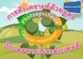วีดิทัศน์ : การสังเคราะห์ด้วยแสงกับการหายใจระดับเซลล์ พารามิเตอร์รูปภาพ 1