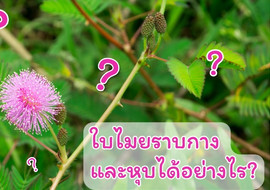 แอนิเมชัน : ใบไมยราบกางและหุบได้อย่างไร รูปภาพ 1