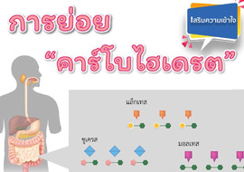 วีดิทัศน์: การย่อยคาร์โบไฮเดรต พารามิเตอร์รูปภาพ 1