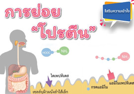 วีดิทัศน์ : การย่อยโปรตีน พารามิเตอร์รูปภาพ 1
