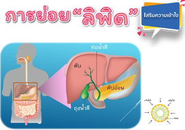 วีดิทัศน์ : การย่อยลิพิด รูปภาพ 1