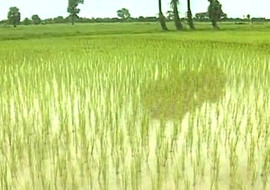 นาข้าว พารามิเตอร์รูปภาพ 1