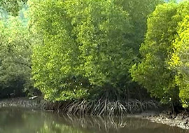ป่าชายเลน พารามิเตอร์รูปภาพ 1